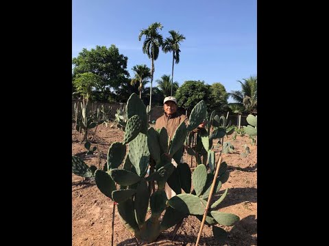 Opuntia Ficus Indica กระบองเพชรกินได้สายพันธุ์โอพันเทียฟิคัสอินดิก้า