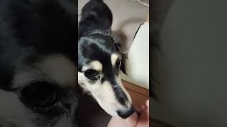 【ダックス】愛犬に聞いてみた🐶【愛犬】 #愛犬