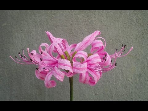 ABC TV | How To Make Nerine Lily Paper Flowers From Crepe Paper - Craft Tutorial