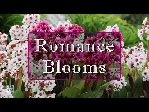 TERRA NOVA® Nurseries, Inc. - Romance Blooms