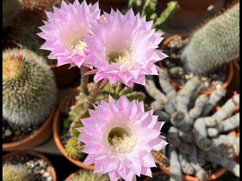 Kay's Garden Tour - August 2022