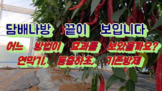 담배나방을 잡긴 잡았는데 어느 방법이 효과가 있었을까요?