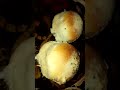 Texture Like A Cotton Because Of Perfect Kneading The Dough