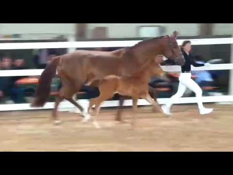 Stutfohlen Le Vivaldi x Fürst Heinrich geb.6.4.2017