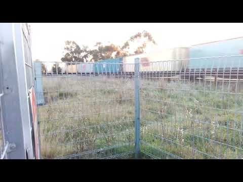 Little River 3 loco freight train  Saturday 13 5:00 red and white