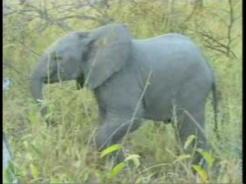Baby Elephant Mock Charges - Wildearth Djuma 4/3/2008
