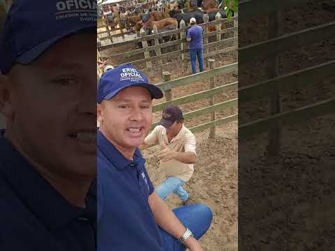 Feira De gado de Campo Grande Alagoas  todos os sábado 25 De julho 2026 ERIEL OFICIAL REGISTRANDO