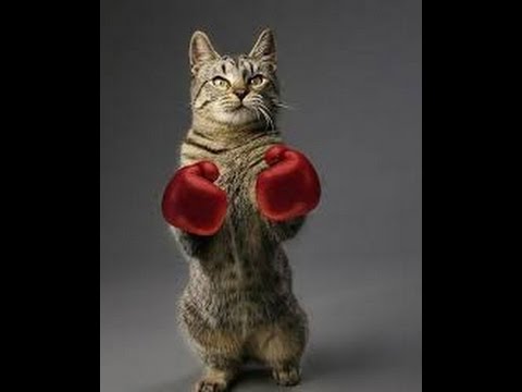 Cat Boxer Piso