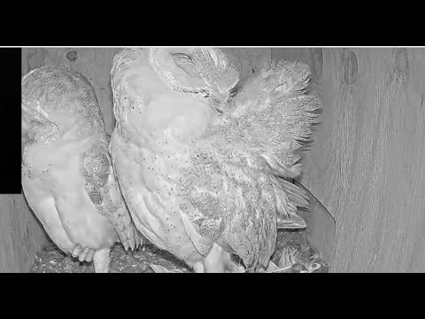 Barn owl adults preen their feathers.