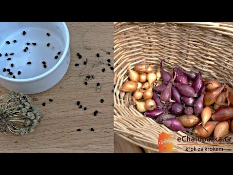 , title : 'Jak pěstovat jarní cibuli. Ze semen nebo ze sazečky? Allium cepa'