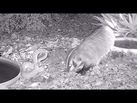 Badger Temps Fate 6 Times With Rattlesnake