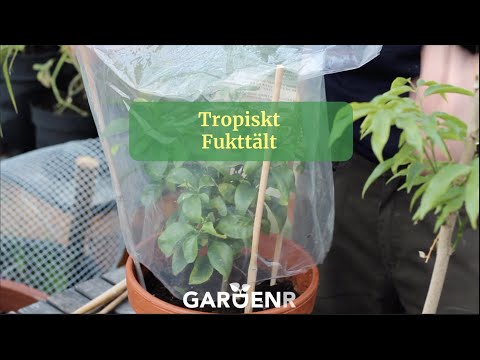 Tropiskt fukttält - Trädgårdshacks med GardenR