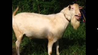 Goatwhore   As The Reflection Slowly Fades (REAL Vocal Cover By Tersh & Katja)