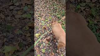 Video preview image #1 Mutt Puppy For Sale in Jackson, MS, USA