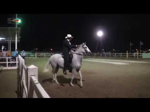 Highlights Hipiko Paso Fino Troche Galope 11 06 2016 Aspafiko