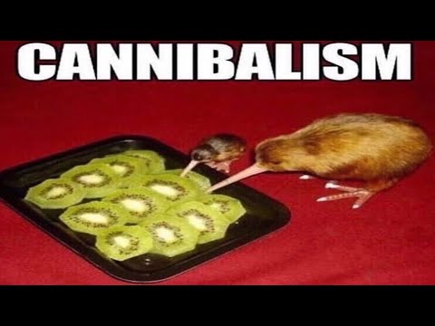 Memes from the basement for no reason