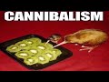 Memes from the basement for no reason DEFAULT Thumbnail