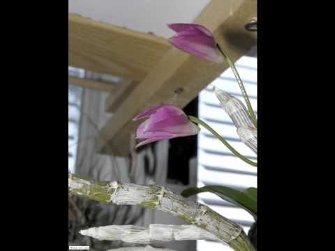 Dendrobium parishii.avi