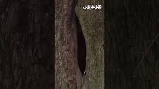 فلاحون يتوقعون غلاء زيت الزيتون بسبب الجفاف thumbnail