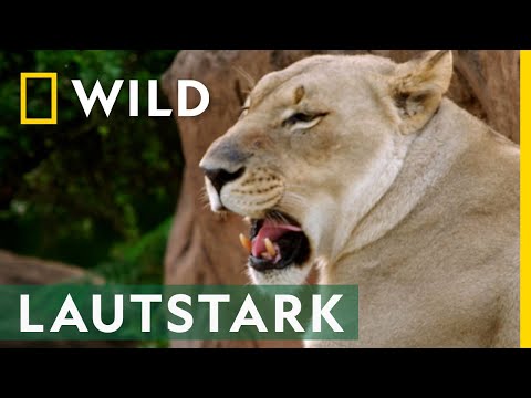 Löwengebrüll oder doch eine Symphonie? | Die Magie von Disney's Animal Kingdom