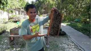 preview picture of video 'Bohol Bee Farm - Panglao Island Tour - WOW Philippines Travel Agency'