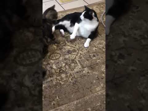 Funny cat fight
