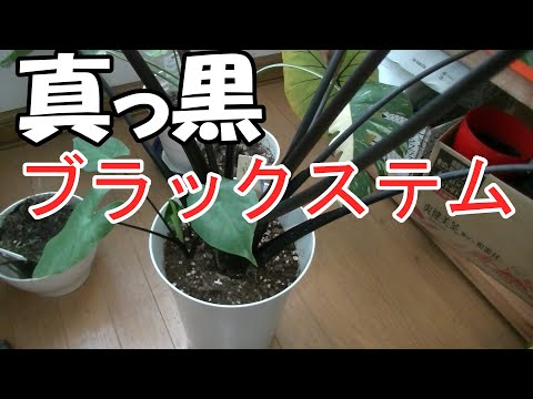 ブラックモウズイカ 植物