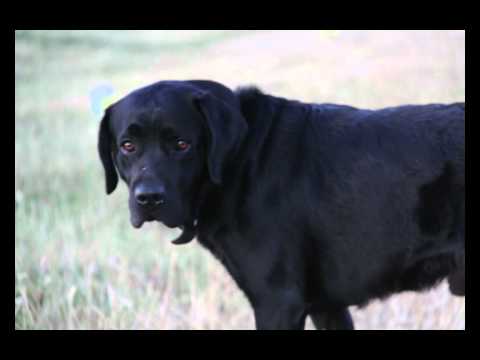 Fenton The Dog Video Uploader: "It's Gone Mental"