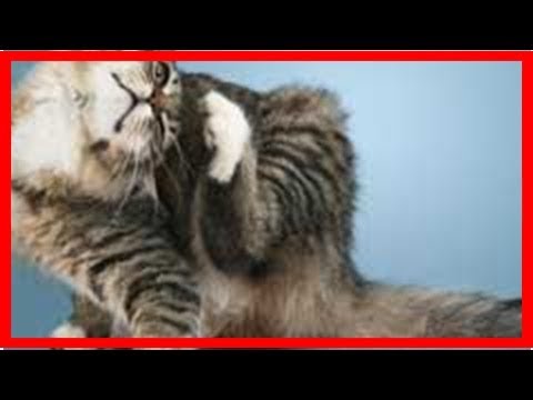 Cat itchy skin causes and remedies