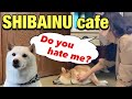 SHIBA DOG Cafe in Shibuya, Tokyo☆【Japan vlog】