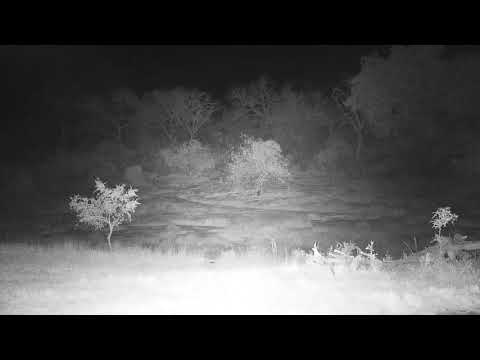 Djuma: Leopard-Hosana male goes behind pan after resting - 19:55 - 06/29/19