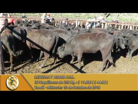 10-10-18 Venta de Hembras - Ledesma y Arana S.R.L. - Tandil