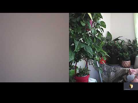 Hipn regresiva 1040 morti suspecte imprejur A si C Moraru