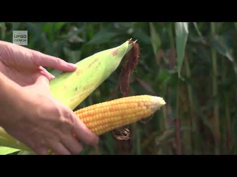 UFGD Ciência 06/2018 - Professor Luiz Carlos Ferreira de Souza