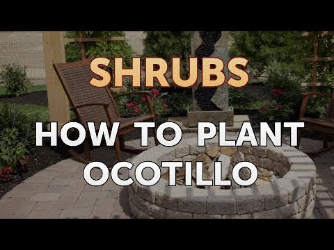 How to Prune a Bottlebrush Shrub