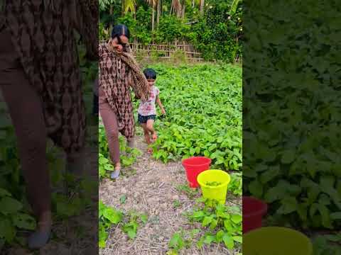 Little girl pulled aunt for saving a big cat family