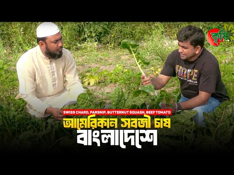 BD 9+ Swiss Chard, Parsnip, Butternut Squash, Beef Tomato ...আমেরিকান সবজী চাষ বাংলাদেশে (পর্ব-০২)