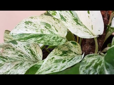 APRENDA A CULTIVAR  A  JIBOIA BRANCA - CUIDADOS BÁSICOS