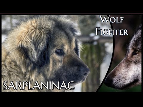 Sarplaninac - Wolfskämpfer vom Balkan