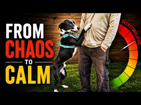 4 Calming Exercises for Hyper-Excited Dogs