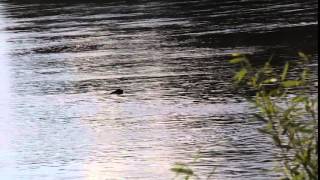 Bitch on adrenaline hunting ducks