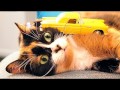 10 Simple LifeHacks For Car
