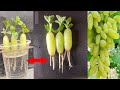 Simple method propagate grape tree with water,, growing grape tree at home