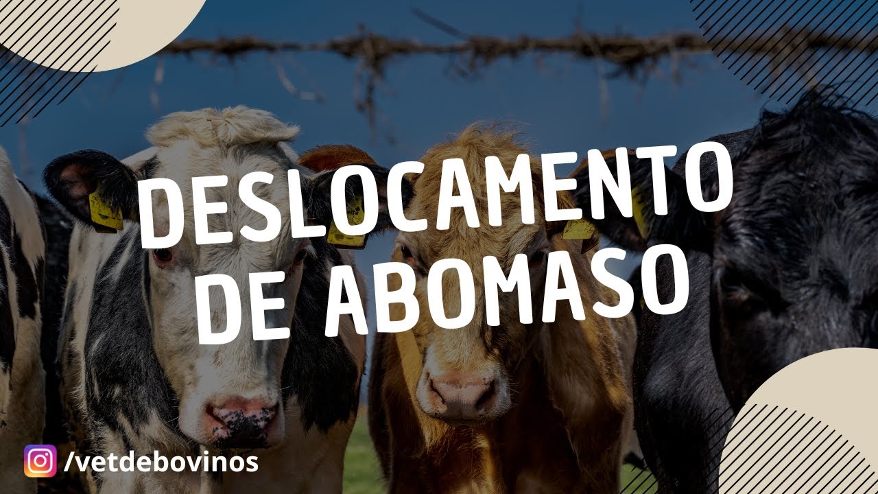 Deslocamento de Abomaso #058