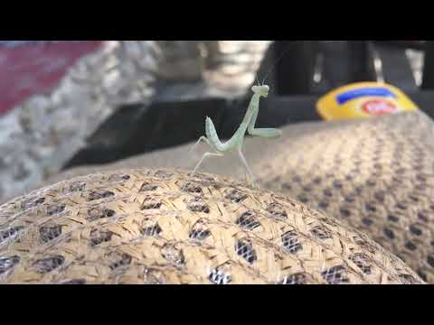 Dancing Praying Mantis feels the rhythm