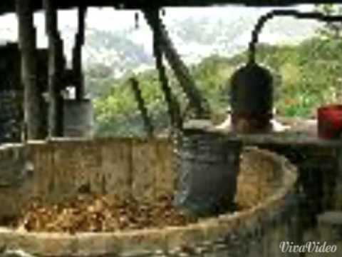 Exterminador  soy de oaxaca