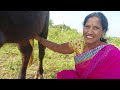 Milking Buffaloprepare