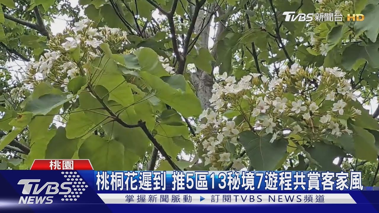 桃園賞桐花　張善政：7大路線體驗客庄文化