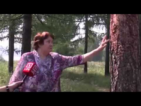 Овчарка деревья поцарапала на… 40.000