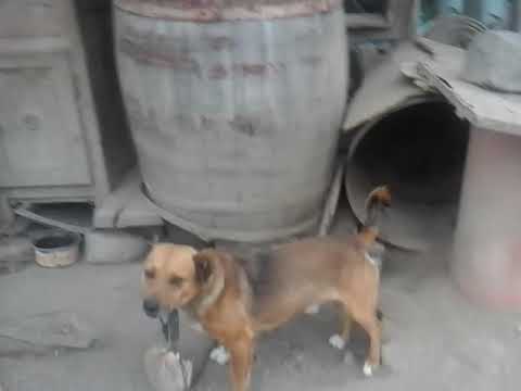 Lică mănâncă o lipie. Video cu câinele Lică.